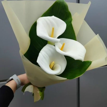 Белая гвардия